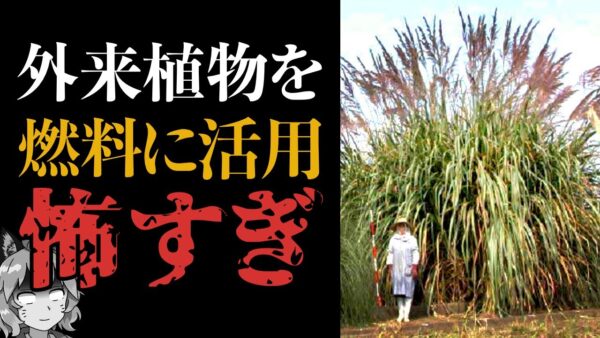【外来種】タフな外来植物をバイオマス燃料に利用？大丈夫なのそれ？？