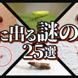 【画像あり】家の中に出るあの虫の正体25選 【総集編】