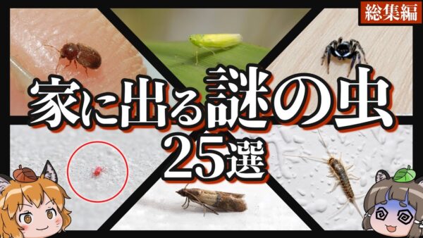 【画像あり】家の中に出るあの虫の正体25選 【総集編】