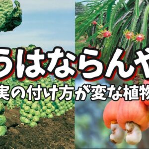 【シュール】なんでそうなる？実の付け方が変な植物7選