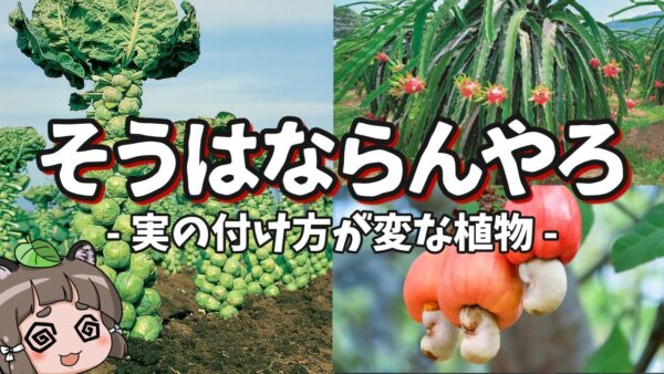 【シュール】なんでそうなる？実の付け方が変な植物7選