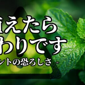 【絶対NG】ミントを庭にまかないで下さい。地獄になります