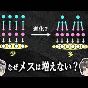 【ゆっくり解説】子孫を増やすならメスが多いほうがいいのではないか？－なぜ性別比は1:1なのか－