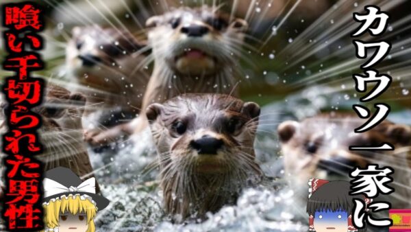 【2021年】突然狂暴化した大量のカワウソに一斉に襲われた男性 足首や指先、顔など数十か所を鋭い歯で引き裂かれ命の危機に「シンガポール植物園カワウソ襲撃事故」【ゆっくり解説】