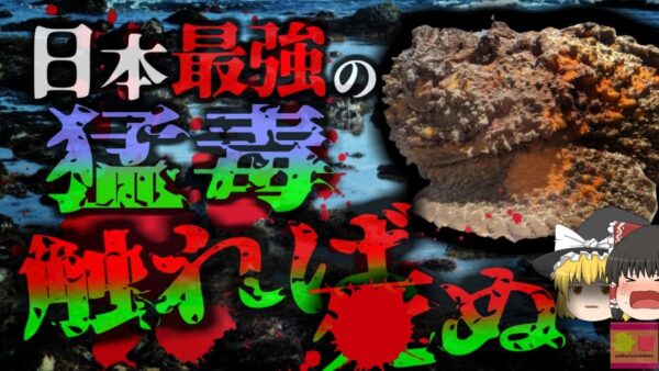 【2023年】海に潜む「魚類最強の猛毒魚」シュノーケリング中などに誤って踏めば体が筋肉が壊死する命の危険も 浅瀬でも要注意『オニダルマオコゼ刺傷事故』【ゆっくり解説】