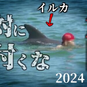 【2024年】海水浴場でイルカに襲われ肋骨を折られるなどの被害相次ぐ 地域自治体「絶対に近寄らないで」 水族館でも人気のイルカ 遊んでるつもりで人を〇すことも【ゆっくり解説】