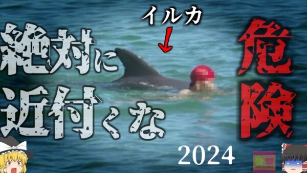 【2024年】海水浴場でイルカに襲われ肋骨を折られるなどの被害相次ぐ 地域自治体「絶対に近寄らないで」 水族館でも人気のイルカ 遊んでるつもりで人を〇すことも【ゆっくり解説】