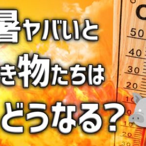 【酷暑】暑すぎると生き物たちはどうなるのか？