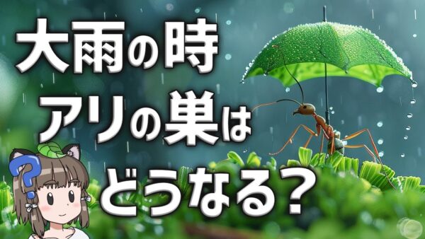 【疑問】大雨が降った時、アリの巣はどうなってるの？