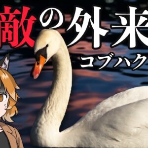 【強すぎ】無敵の外来種！？コブハクチョウが日本で大暴れしている件