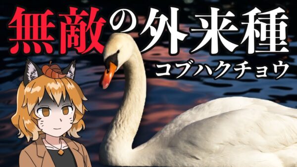 【強すぎ】無敵の外来種！？コブハクチョウが日本で大暴れしている件