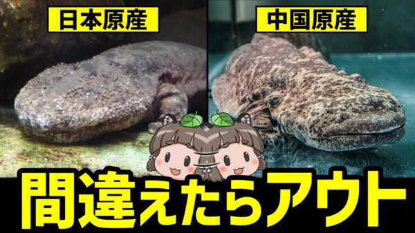 【オオサンショウウオ問題】これ、間違えたら一発アウトです