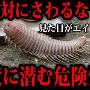 【ゆっくり解説】触ったら○○…身近に潜む海の危険生物５選