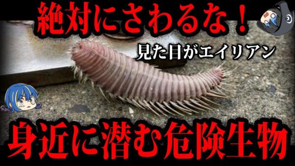 【ゆっくり解説】触ったら○○…身近に潜む海の危険生物５選