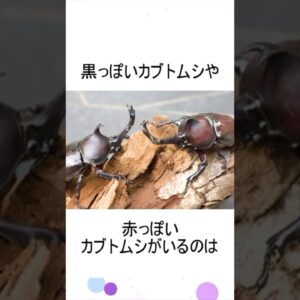 赤いカブトムシと黒いカブトムシは同じ種類？