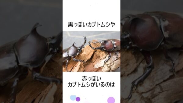 赤いカブトムシと黒いカブトムシは同じ種類？