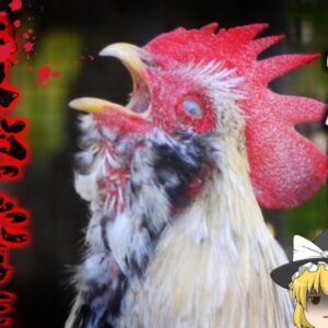 【2023年】「ニワトリに〇された男性」足に深く突き刺さった蹴爪により大量出血 たった一か所の傷が何故致命傷に？【ゆっくり解説】
