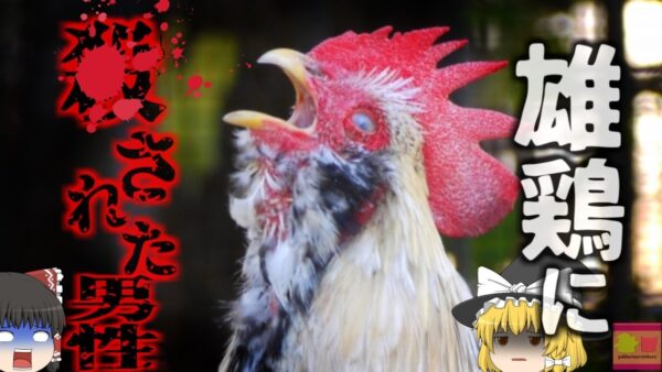 【2023年】「ニワトリに〇された男性」足に深く突き刺さった蹴爪により大量出血 たった一か所の傷が何故致命傷に？【ゆっくり解説】