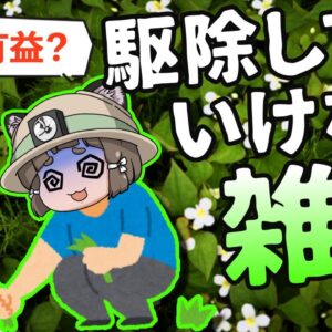 【要注意】実は有益？厄介者？知らずに駆除してはいけない雑草6選