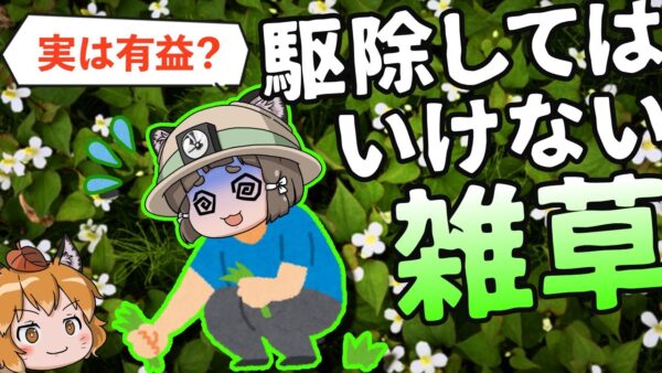 【要注意】実は有益？厄介者？知らずに駆除してはいけない雑草6選