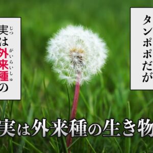 【えっ】意外すぎる？実は外来種だった生き物7選