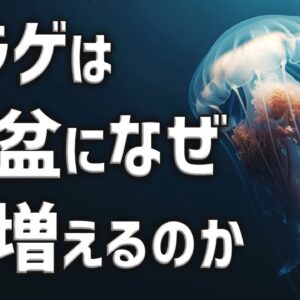 【疑問】お盆になるとなぜ海にクラゲが増えるのか？
