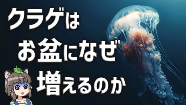 【疑問】お盆になるとなぜ海にクラゲが増えるのか？