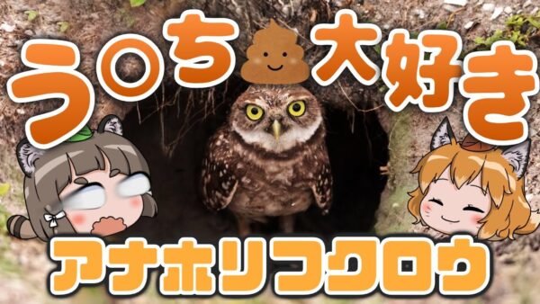 【やめて】俺は巣穴にう◯ちを詰めるぜ！アナホリフクロウ【へんないきもの#114】