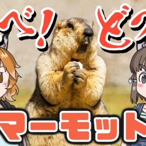 【やめて】叫べ！どつけ！喧嘩するなよマーモット【へんないきもの#115】