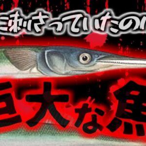 【2020年】釣りをしている最中、水面から現れた『何か』が首に刺さり貫通 漁師やダイバー 釣り人の命を奪っている「サメより恐ろしい魚類」の正体とは　ダツ刺傷事故【ゆっくり解説】