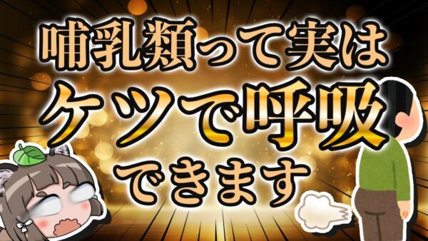 【マジ？】哺乳動物はお尻でも呼吸できるんです！イグノーベル賞 ほか3本