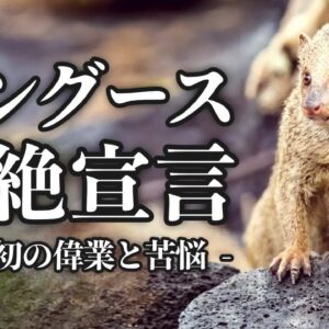 【外来種】奄美のマングース根絶へ｜30匹→30000匹に増えたワケ