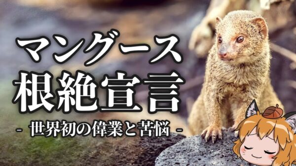 【外来種】奄美のマングース根絶へ｜30匹→30000匹に増えたワケ