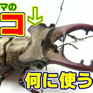 【ゆっくり解説】#45 ミヤマクワガタ～最強で最弱のクワガタ～