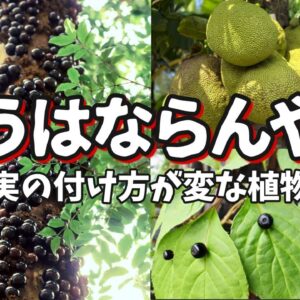 <span class="title">【シュール】なんでそうなった？実の付け方が変な植物7選</span>