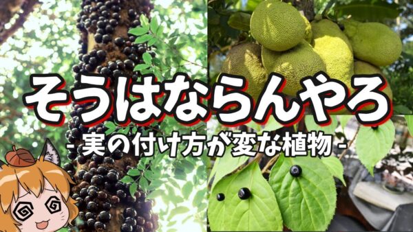 【シュール】なんでそうなった？実の付け方が変な植物7選