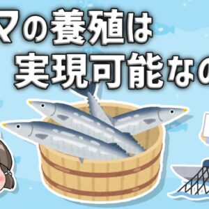 【不漁続き】サンマの養殖は実現可能なのか？