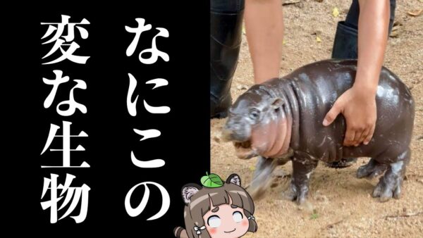 【話題】タイのカバの赤ちゃん、なぜかネット中の人気者になる