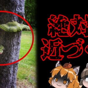 【危険】これを見かけたら絶対に近づかないで下さい…