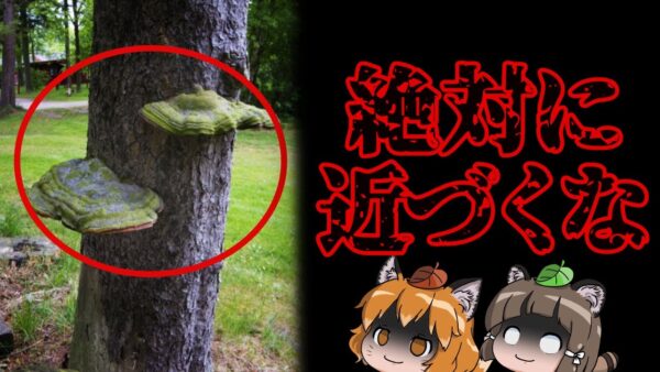 【危険】これを見かけたら絶対に近づかないで下さい…