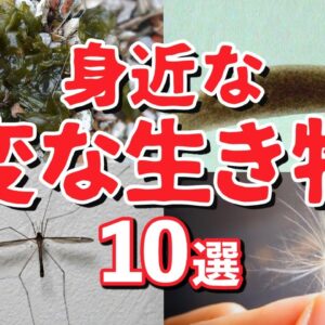 【総集編】見つけたら超ラッキー！身近で見つかる変な生き物10選