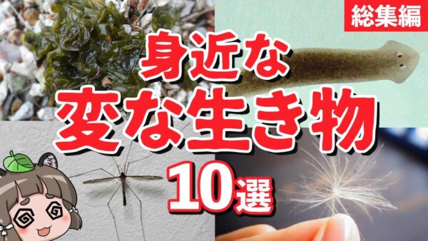 【総集編】見つけたら超ラッキー！身近で見つかる変な生き物10選