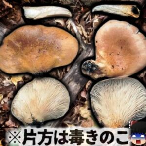 【2009年､2024年】『絶対見分けがつかない毒キノコ』秋の味覚で命の危機 食べると数時間嘔吐し続ける恐ろしい症状  【ゆっくり解説】