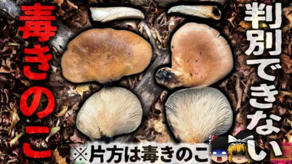 【2009年､2024年】『絶対見分けがつかない毒キノコ』秋の味覚で命の危機 食べると数時間嘔吐し続ける恐ろしい症状  【ゆっくり解説】