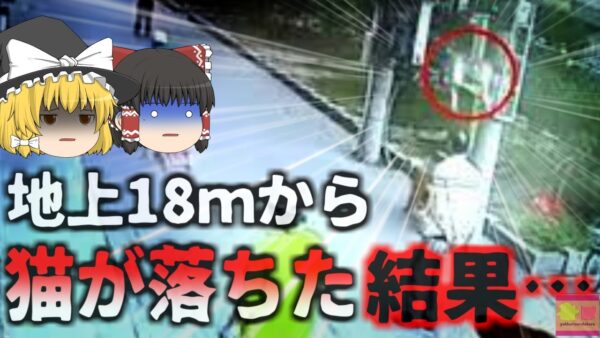 【2020年】突然空から降ってきた猫で首を損傷した通行人 寝たきり状態になる なぜ上空から猫が落ちてきた？(中国)【ゆっくり解説】