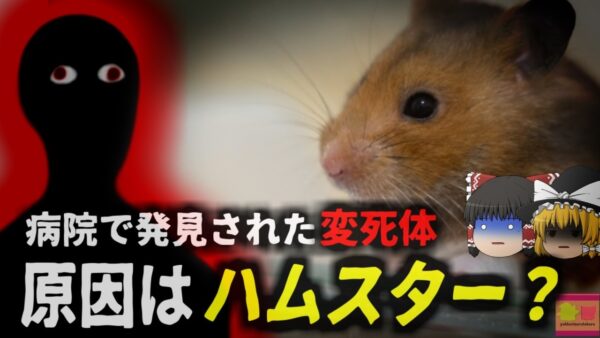 【2024年】『母はハムスターに〇された』変わり果てた姿で病院前に倒れていた女性が死亡 原因はたった数ミリの噛み傷？【ゆっくり解説】