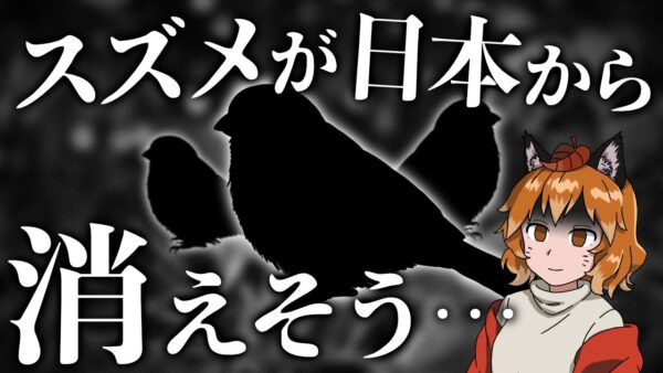 【悲報】日本のスズメ、減少しすぎてマジで絶滅しそう…