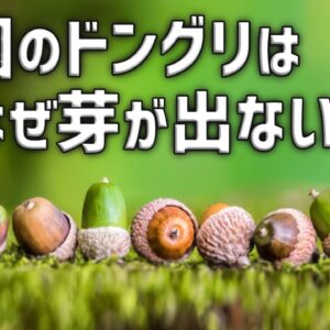 【疑問】公園のどんぐりはなぜ芽を出さないのか？