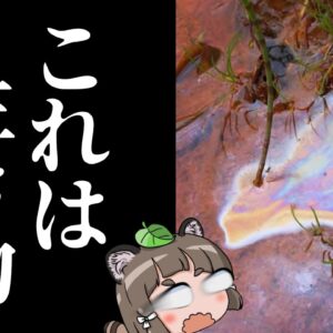 【えっ】実は水たまりの虹色のアレって生き物なんです【へんないきもの#116】