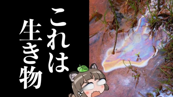 【えっ】実は水たまりの虹色のアレって生き物なんです【へんないきもの#116】
